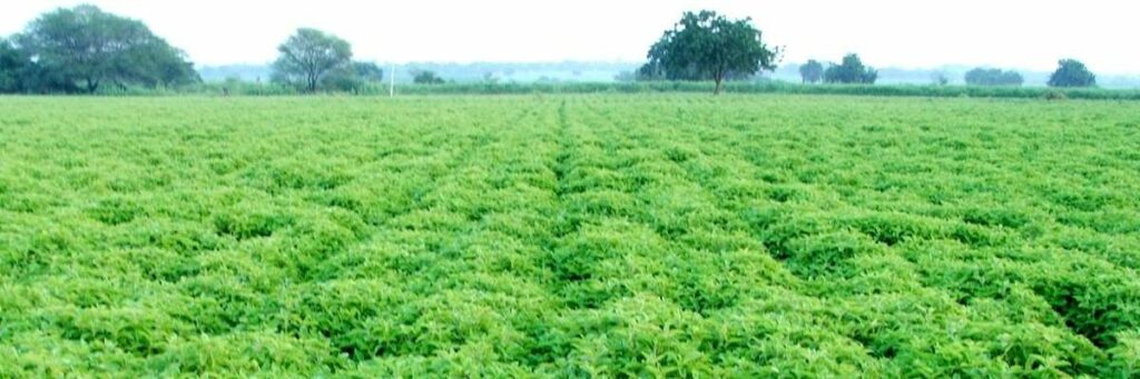 ‘Global herbal trade potential waiting to be tapped’