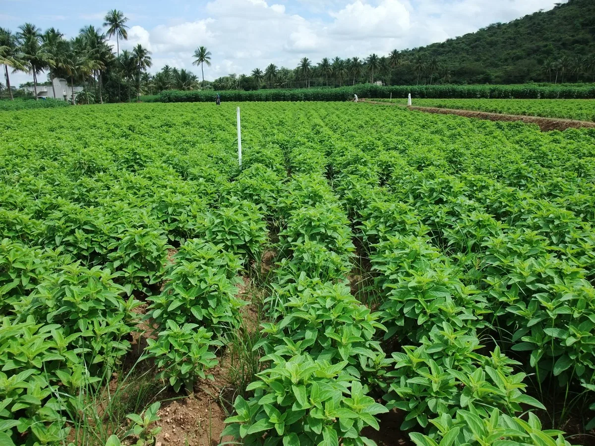 Cultivation of medicinal plants is essential for nutraceutical business: Dr. Muhammed Majeed