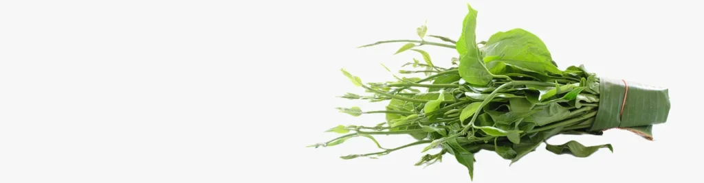 GS<sub>4</sub> PLUS®